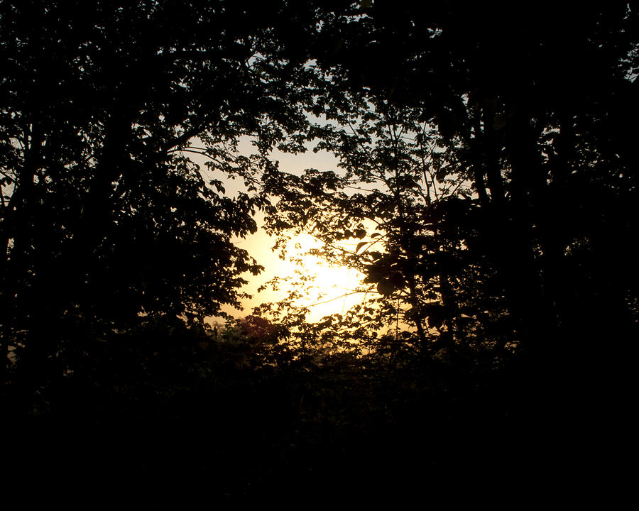 Rising Sun through Trees Photograph by Kate Johnson - Fine Art America