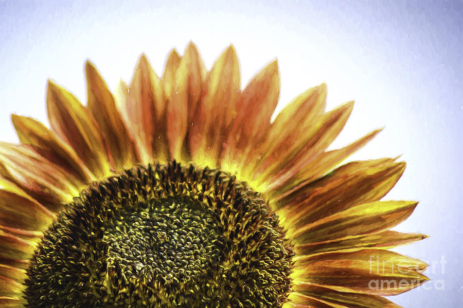 Abstract Photograph - Rising Sunflower by Joe Geraci