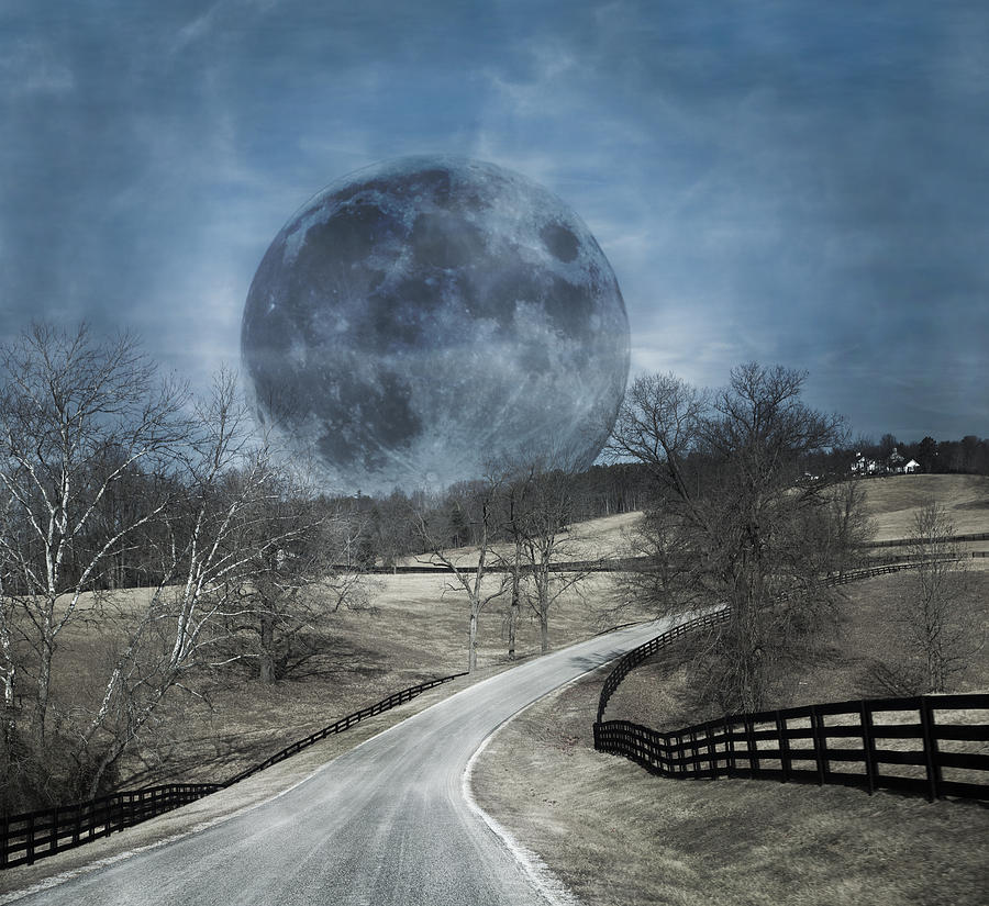 Tree Photograph - Rising to the Moon by Betsy Knapp