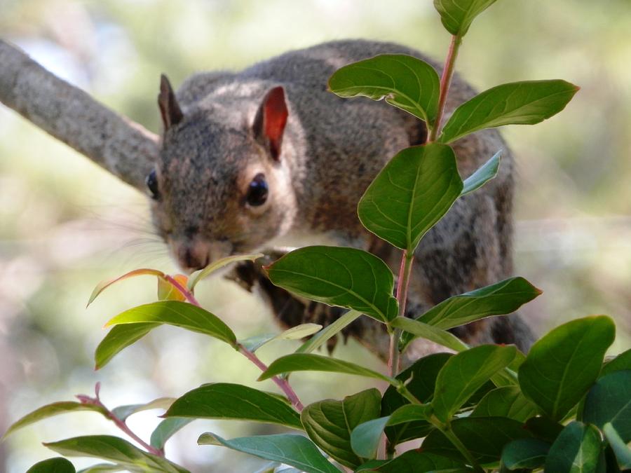 Risk Taker Squirrel Photograph by Belinda Lee