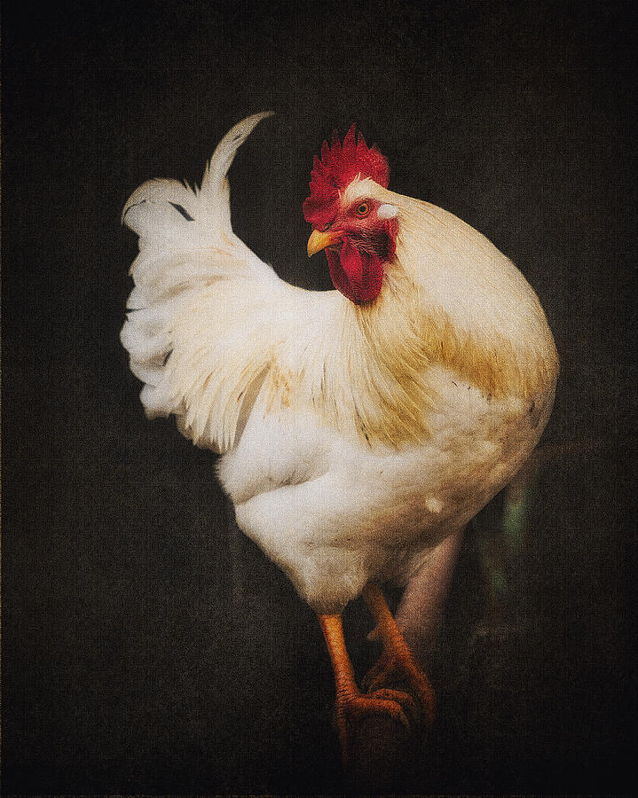 Ritas Rooster Photograph by Ron  McGinnis
