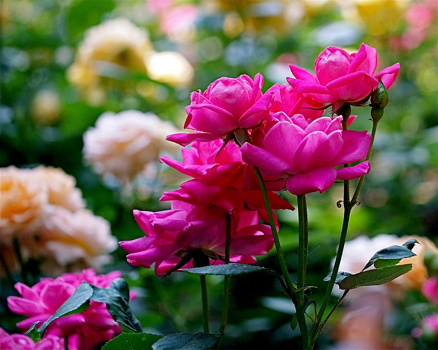 Rose Photograph - Rittenhouse Square Roses by Rona Black