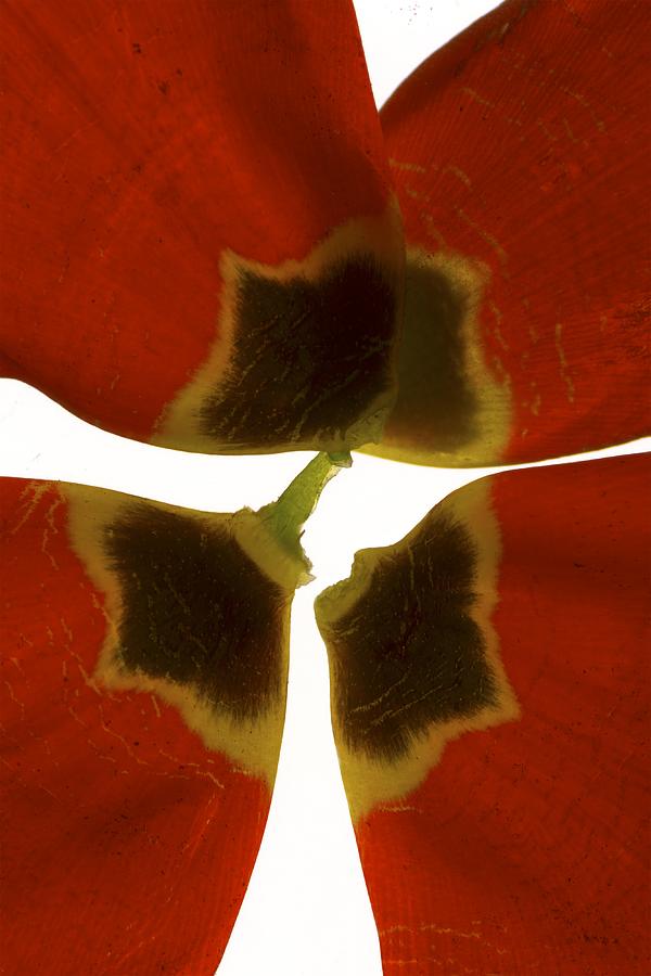 Up Movie Digital Art - Rittenhouse Tulip I by Julia McLemore