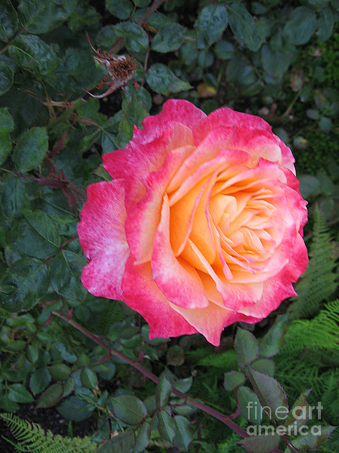 Ritzy Pink and Yellow Rose 2 Photograph by Conni Schaftenaar