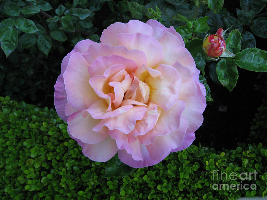Ritzy Pink Rose Photograph by Conni Schaftenaar