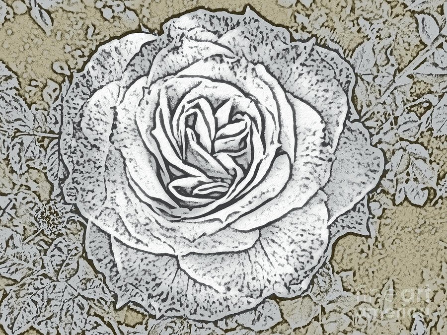 Ritzy Rose with Ink and Taupe Background Photograph by Conni Schaftenaar