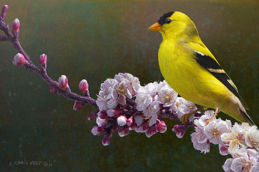 Rivals In Color Goldfinch And Blossoms Painting By R Christopher Vest