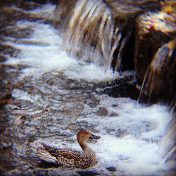 River Photograph - River And Ducks In The Park.#park by Saito Hironobu