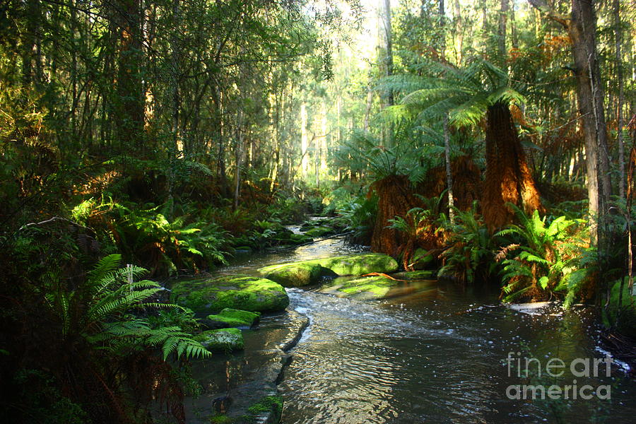 River Photograph - River and Forest by Andrew Simmonds