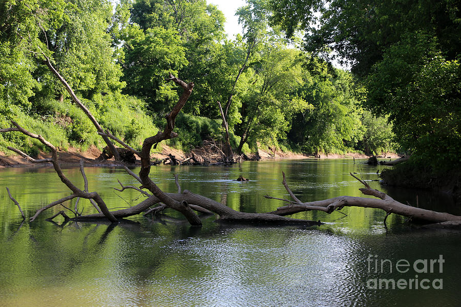 Cool Photograph - River and trees by Dwight Cook