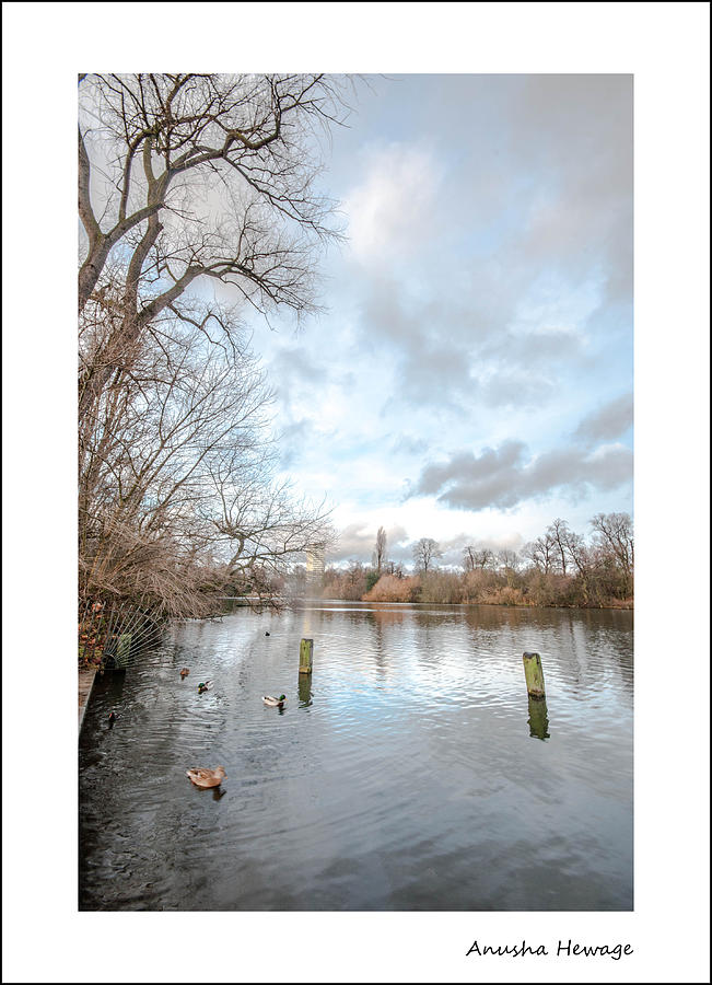 River Bank Photograph by Anusha Hewage - Pixels