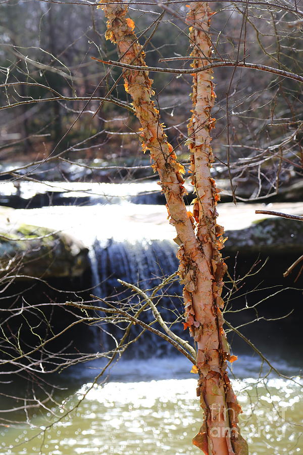 Winter Photograph - River birch and the falls in color by Dwight Cook