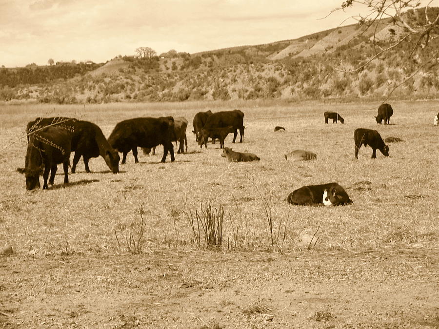 River Bottom Cow Pasture Photograph