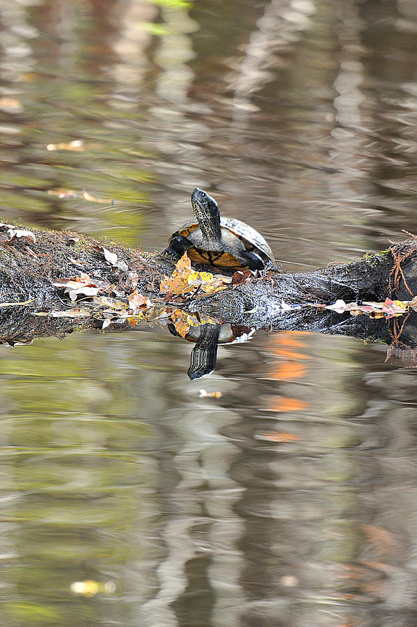 River Cooter Turtle Photograph by Alan Lenk
