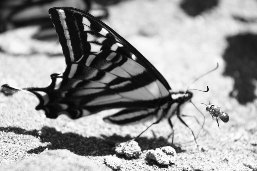 River Creatures Photograph by Joey Chandler - Fine Art America