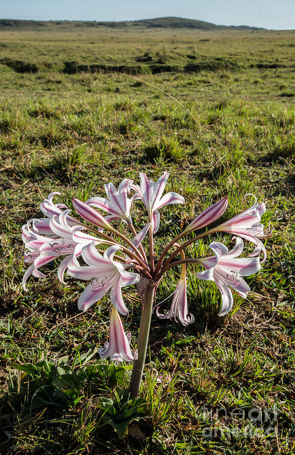 River Crinum Lily Photograph by Greg Dimijian
