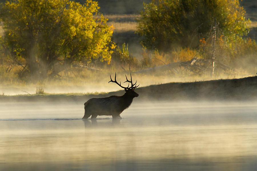 River Crossing - Elk Photograph by Shari Sommerfeld