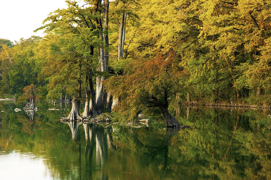 Blanco River Photograph - River Cypress II by Robert Anschutz