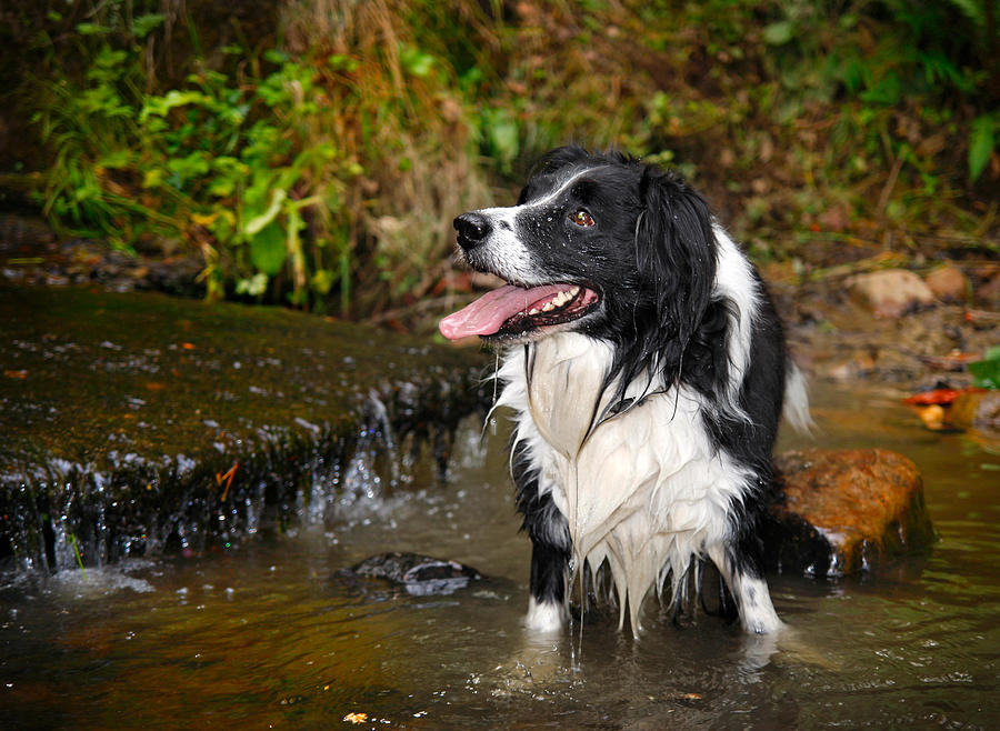 River dog Photograph by Steve Ball