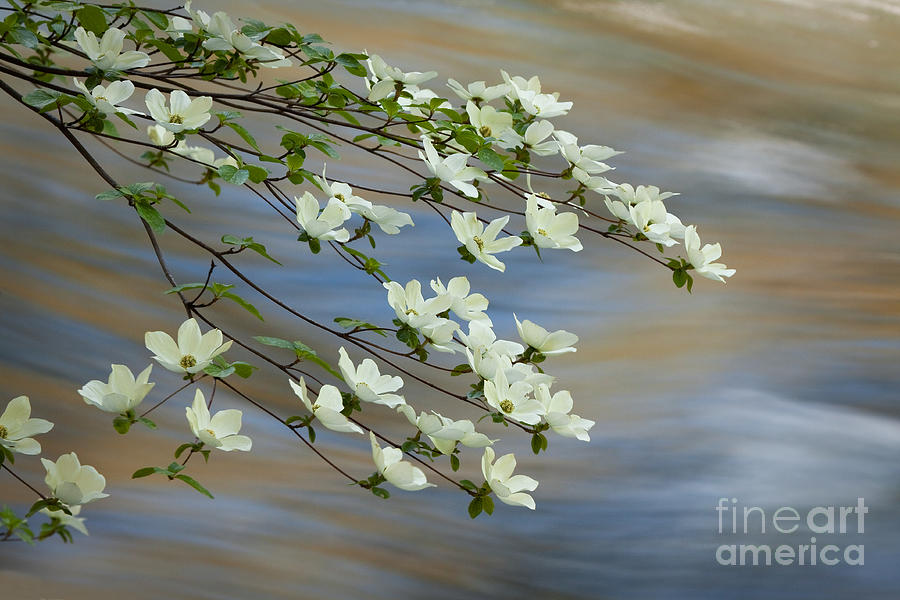 River Dogwood Photograph by Alice Cahill