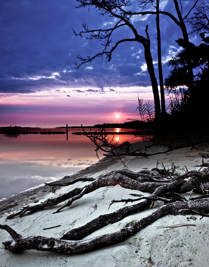 River Forest Sunset Exposed Twisted Tree Roots Beach Art Prints Photograph by Eszra