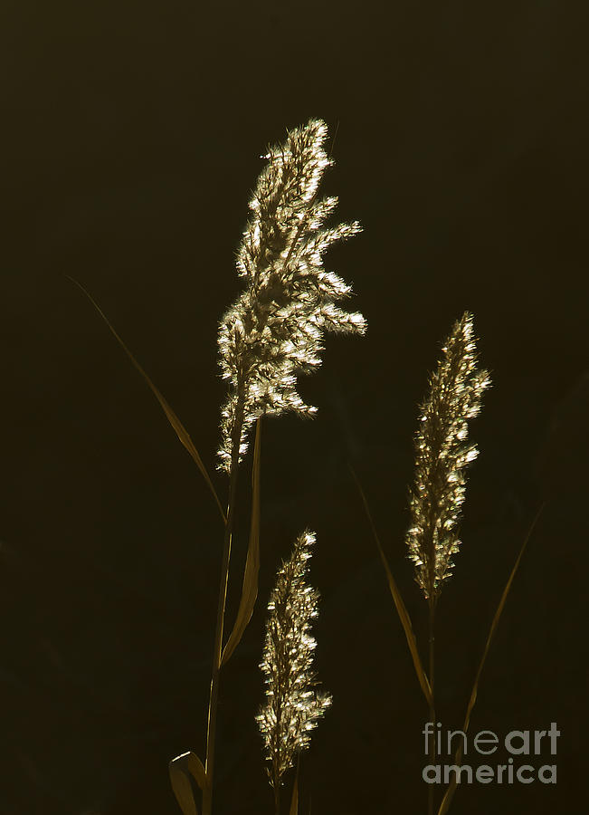 River Grass   #1073 Photograph by J L Woody Wooden
