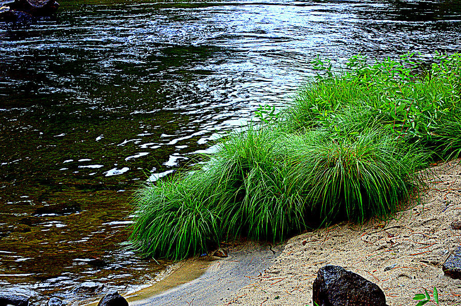 River Grass Photograph by Lynn Bawden