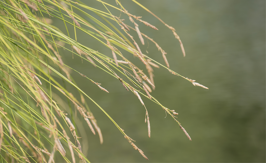 River Grasses Photograph by Loree Johnson