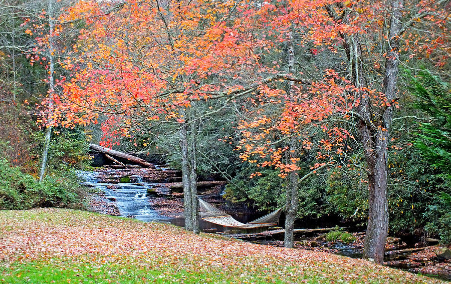 River Hammock in the Fall Photograph by Duane McCullough