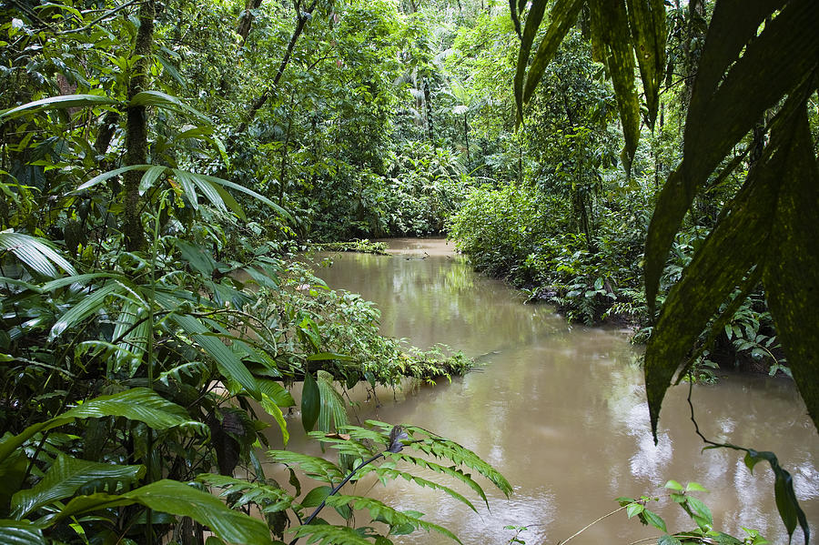 River In Lowland Rainforest Park Costa Photograph by Konrad Wothe