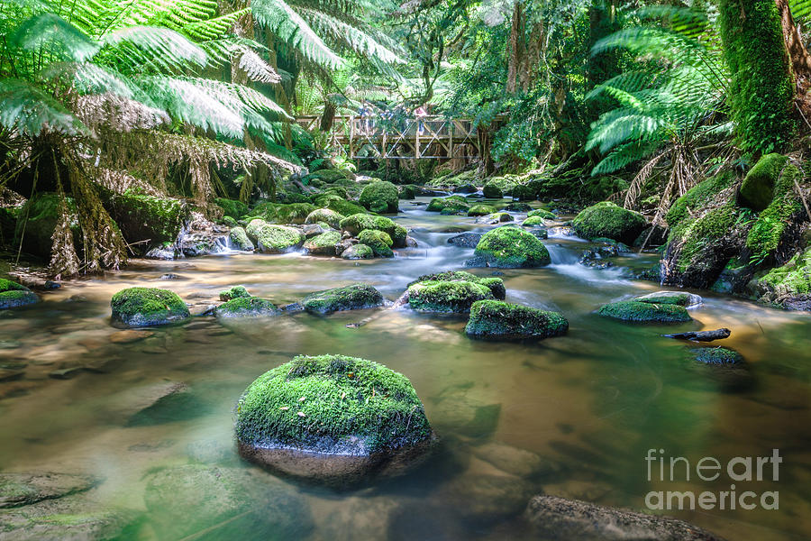 Nature Photograph - River in the forest of Tasmania - Australia by Matteo Colombo