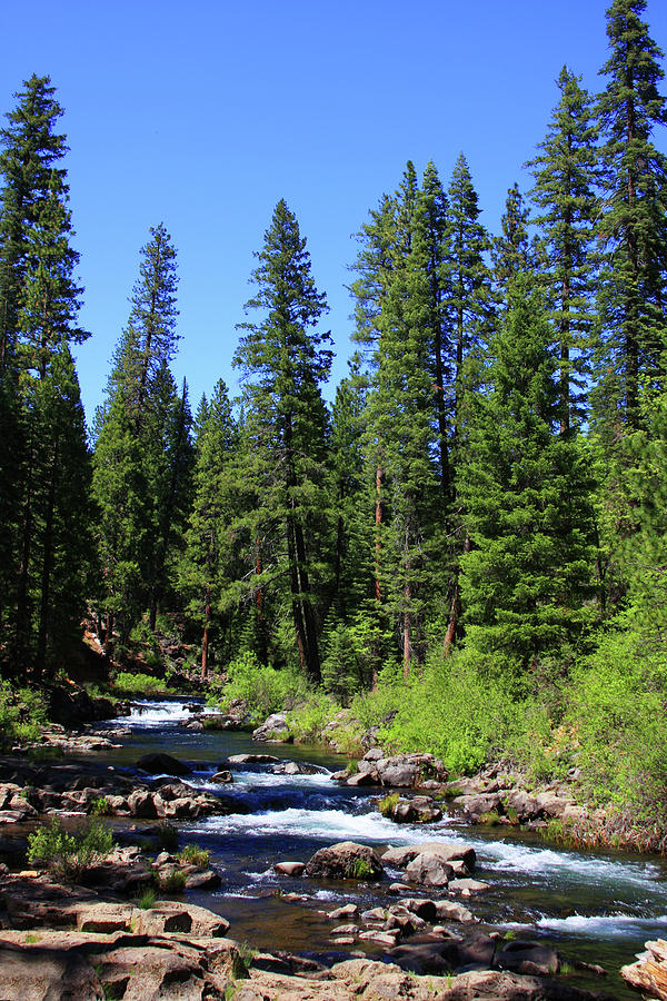 River in the Pines Photograph by James Knight
