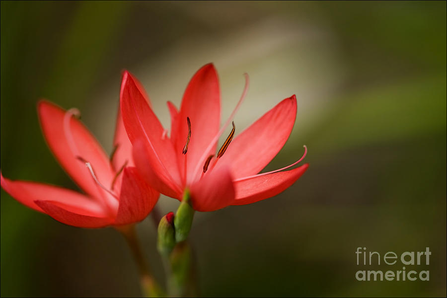 Flower Photograph - River Lily by Liz  Alderdice