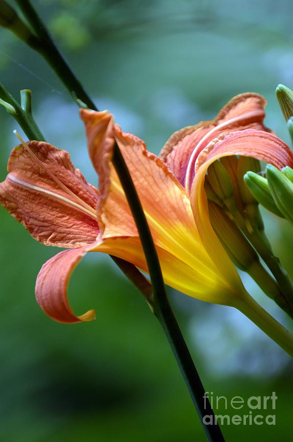 River Lily Photograph by Lynellen Nielsen