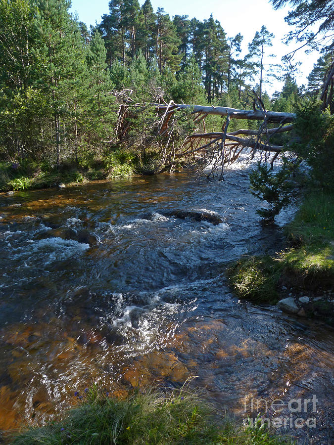 River Nethy - Abernethy Forest - Cairngorm Mountains Photograph by Phil Banks