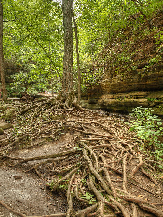 River of Roots Photograph by Coby Cooper