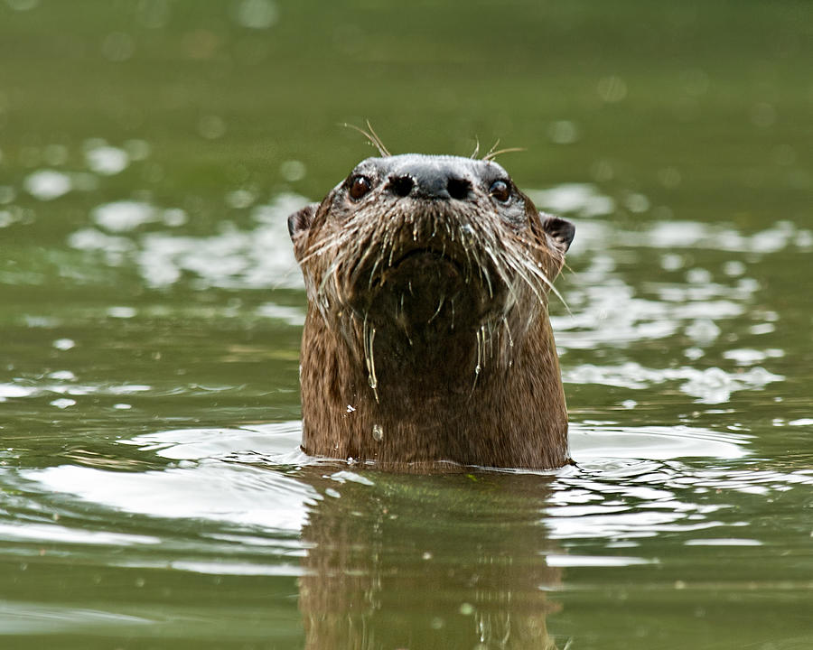 River Otter 1 Photograph by Lara Ellis