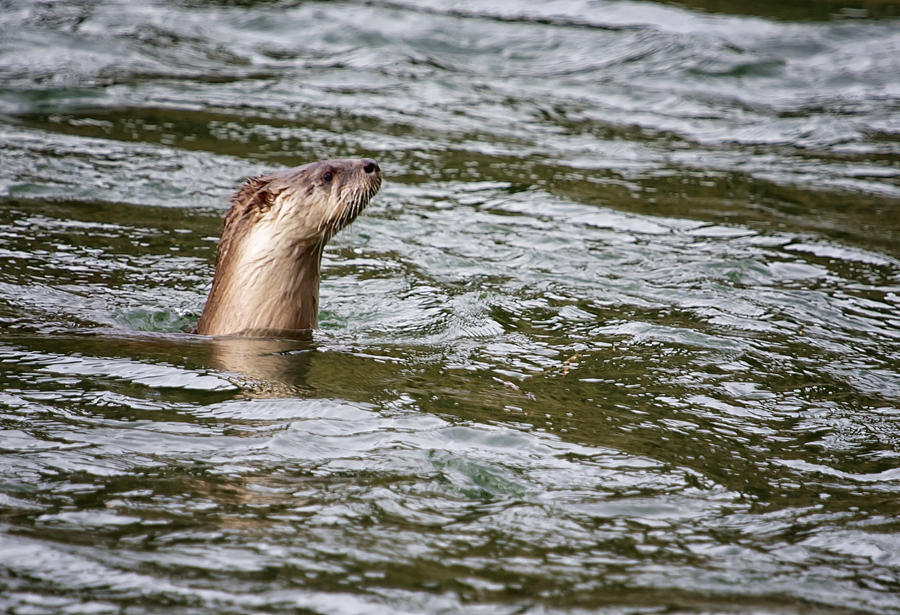 River Otter Bad Hair Day Photograph by Belinda Greb | Fine Art America