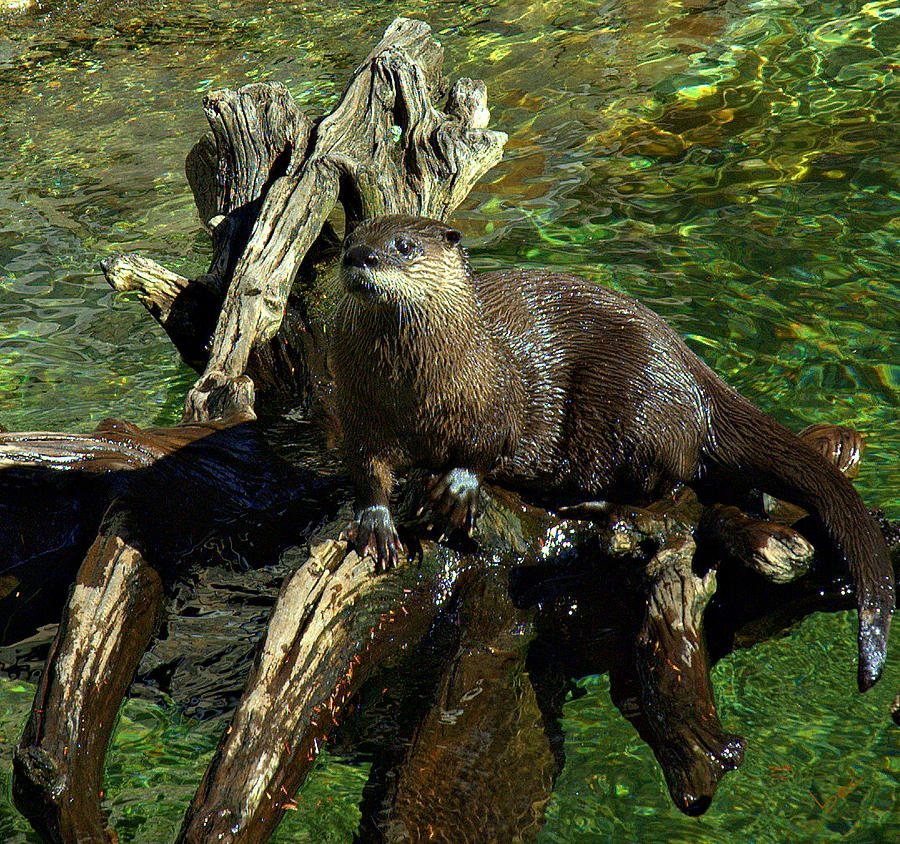 River Otter Photograph by Bruce Carpenter