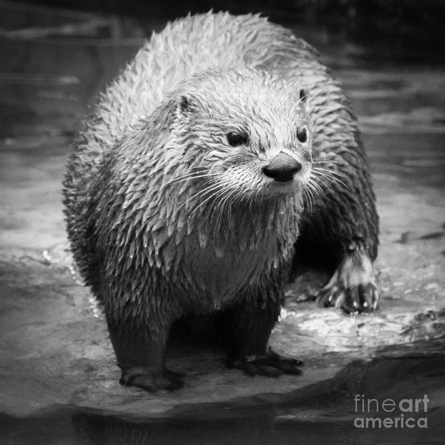 River Otter Photograph by Chris Scroggins