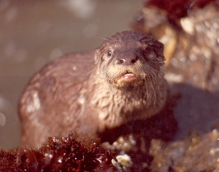 River Otter Photograph - River Otter by Donald Gazzaniga River Otter Photograph - River Otter by Donald Gazzaniga