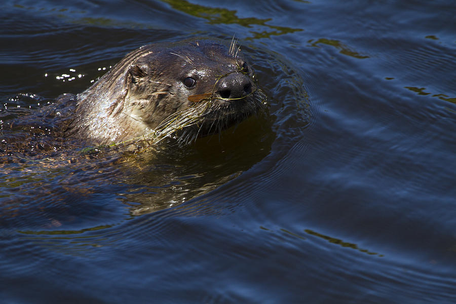 River Otter Glance Photograph by Phil Johnston - Fine Art America