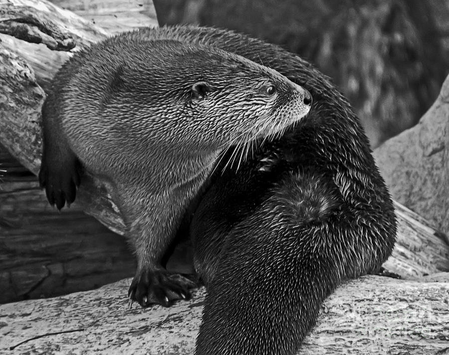 Animal Photograph - River Otter in Black and White by Kate Brown