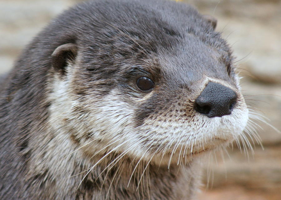 River Otter In Florida Photograph By Larry Allan   River Otter In Florida Larry Allan 