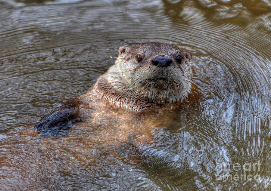 River Otter Photograph by Kathy Baccari