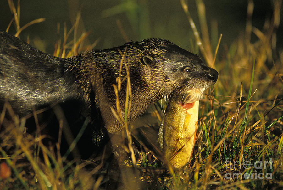 Animal Photograph - River Otter Lutra Canadensis by Ron Sanford