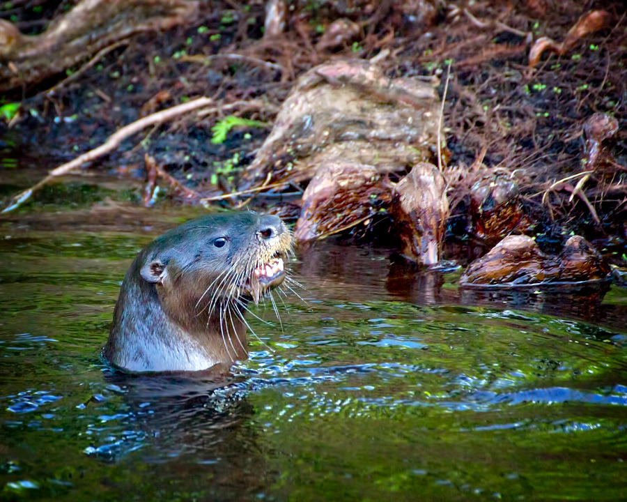 River Otter Photograph by Mark Andrew Thomas