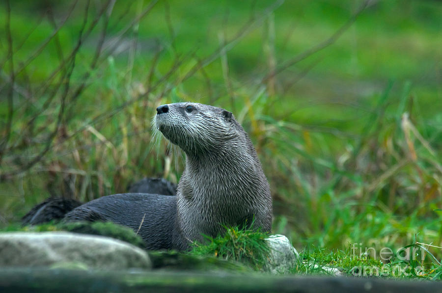 Nature Photograph - River Otter by Mark Newman
