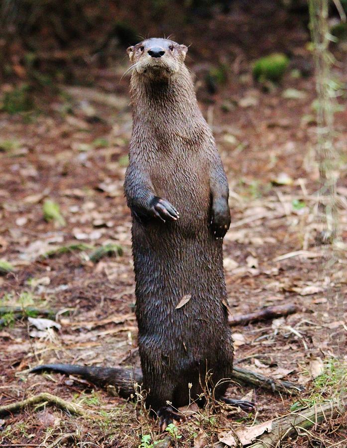 River Otter Standing Photograph by Paulette Thomas - Pixels