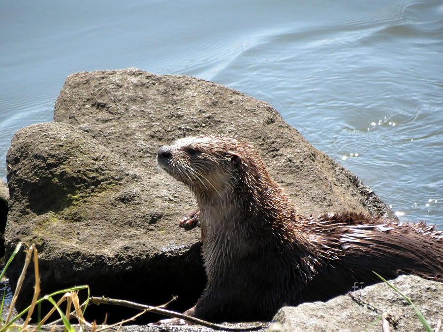 River Otter Sunning by the Lake Photograph by Gayle Swigart